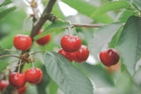 【予約販売 数量限定】さくらんぼ「紅秀峰」