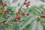 【予約販売 数量限定】さくらんぼ「紅秀峰」