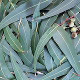 【予約販売|残りわずか】M's aroma エッセンシャルオイル「ユーカリ」