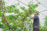 【予約販売 数量限定】さくらんぼ「紅秀峰」